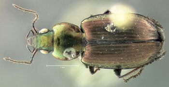 Media type: image;   Entomology 614223 Aspect: habitus dorsal view